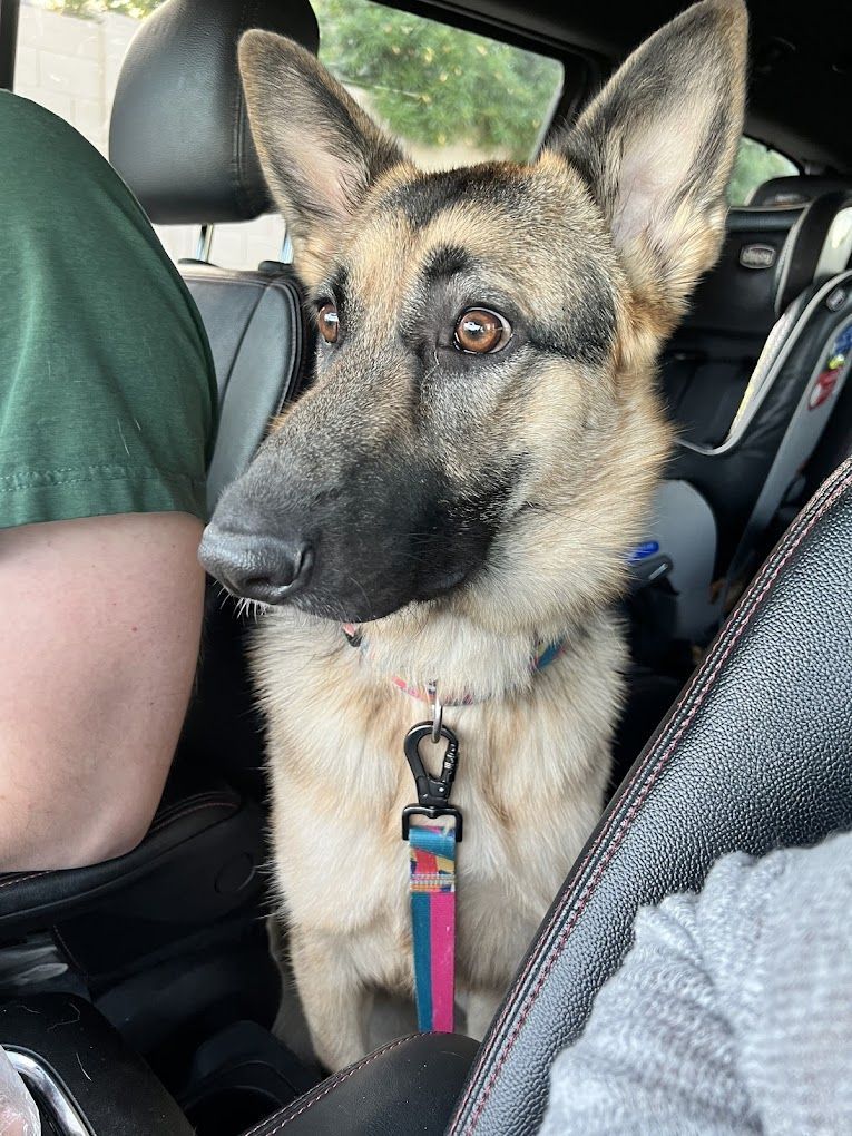 A german shepherd dog is sitting in the back seat of a car.