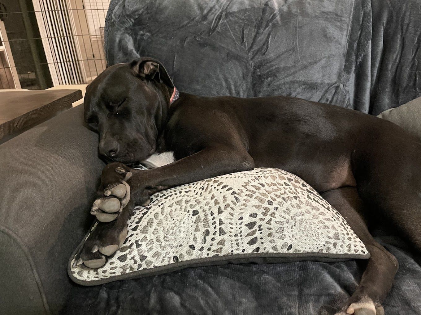 A dog is laying on a pillow on a couch.