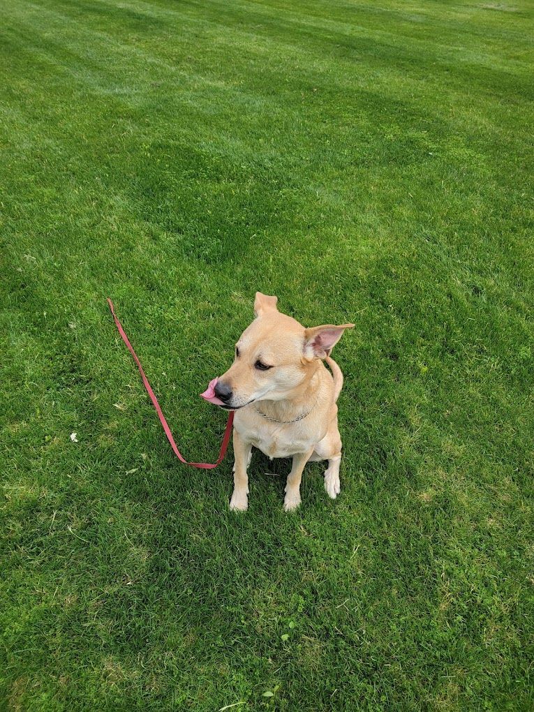 A small dog is standing in the grass on a leash.