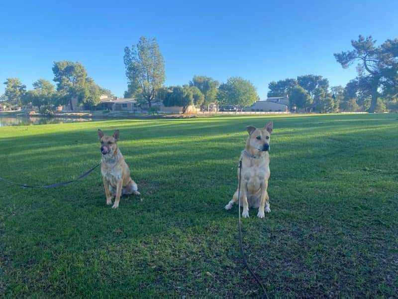 Two dogs are sitting in the grass in a park.