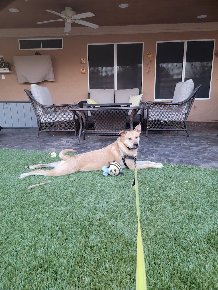 A dog is laying on the grass on a leash.