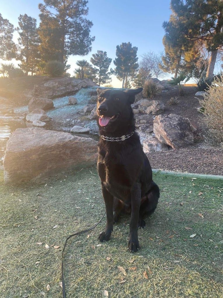 A black dog is sitting on a leash in a park.