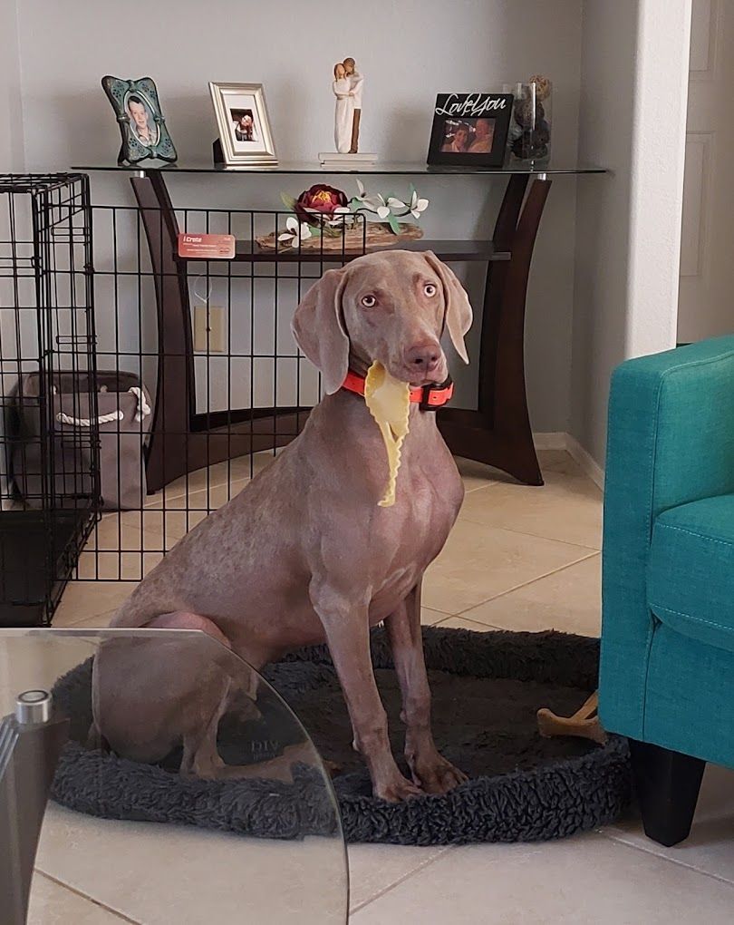 A dog is sitting on a dog bed in a living room