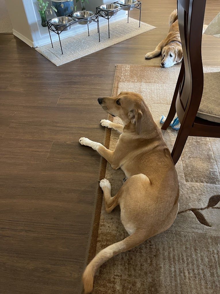 A dog is laying on the floor next to a chair in a living room.