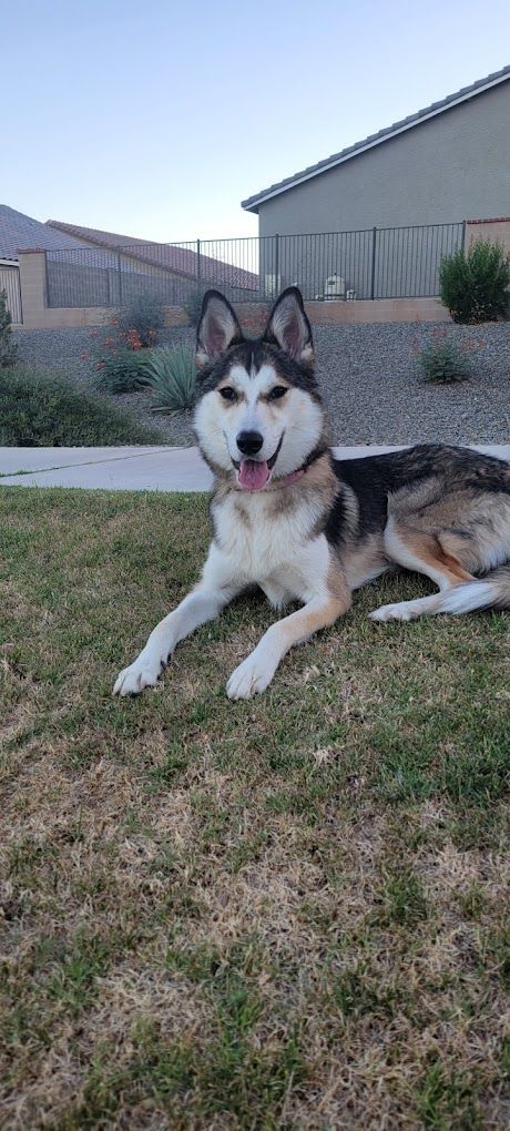 A husky dog is laying in the grass in front of a house.