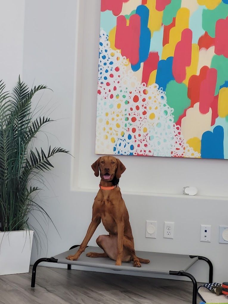 A dog is sitting on a bed in front of a colorful painting