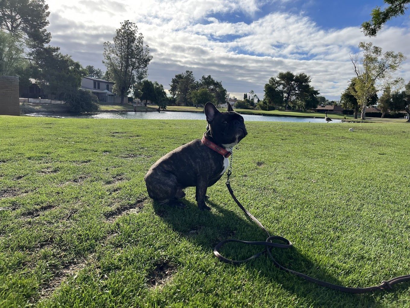 A dog on a leash is sitting in the grass in a park
