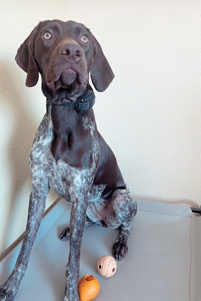 A brown and white dog is sitting on a table next to two balls