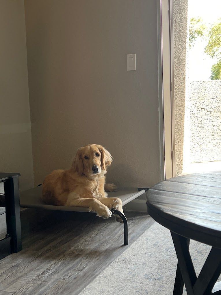 A dog is laying on a bed in a living room next to a table.
