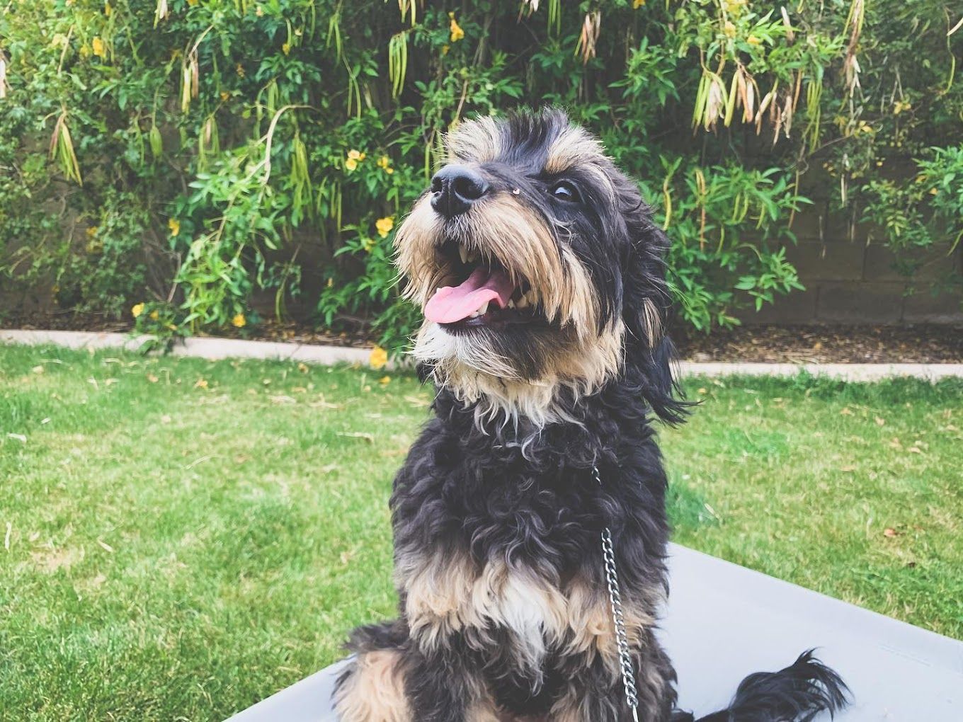 A small black and brown dog is sitting on a yoga mat in the grass.