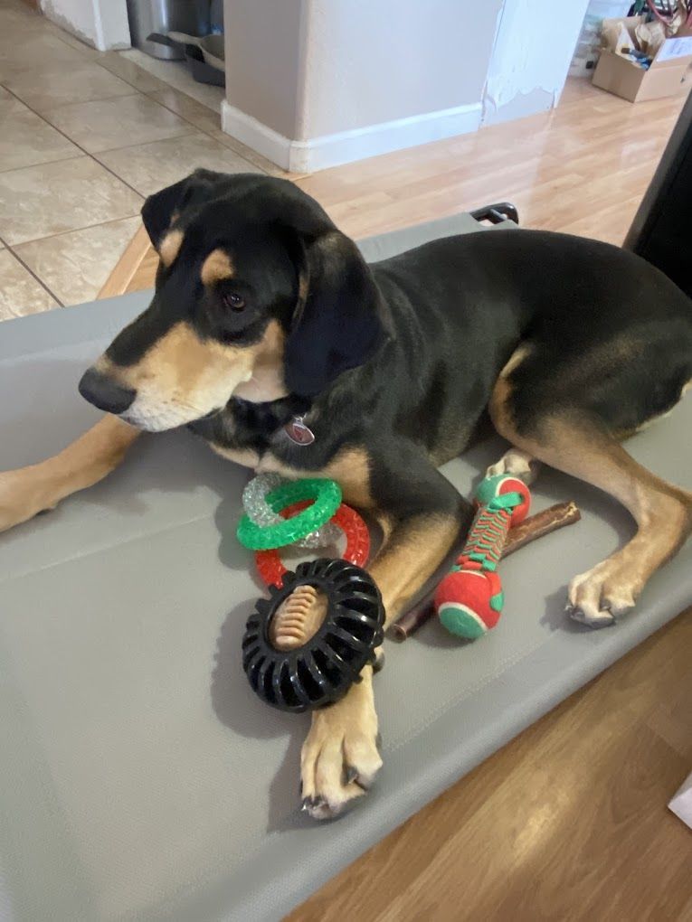 A black and brown dog is laying on a bed with toys.