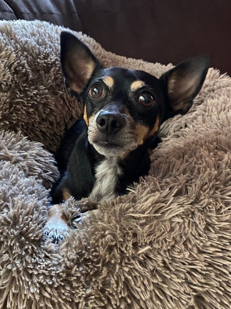 A small dog is laying on a fluffy blanket on a couch.