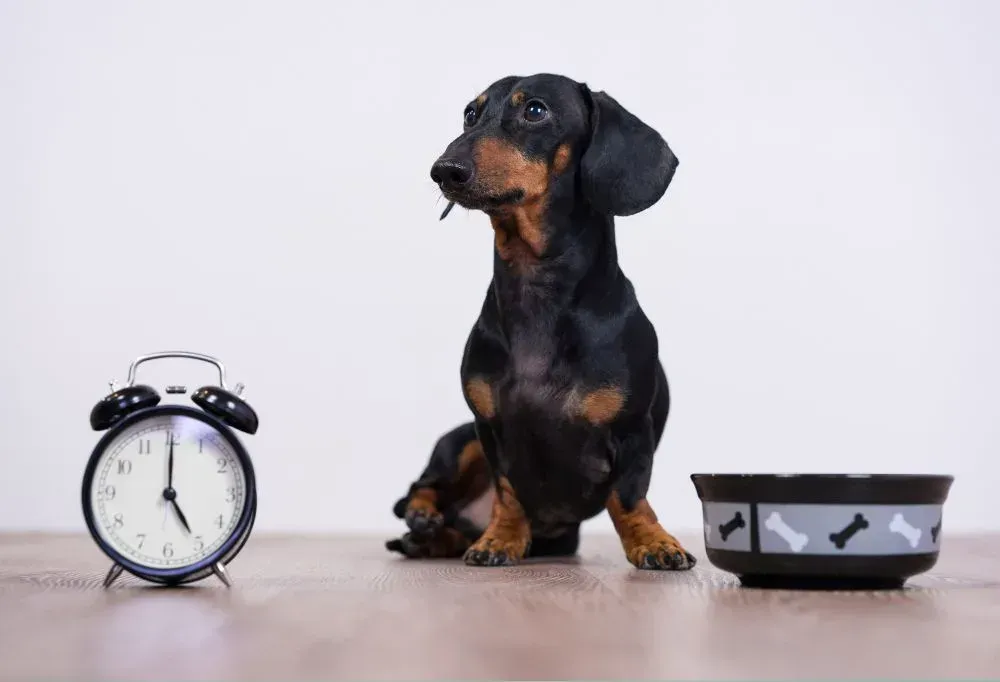 A dachshund is sitting next to a bowl of food and an alarm clock.