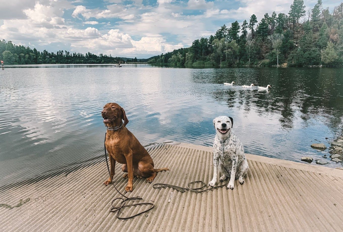 Two dogs are sitting on a dock next to a lake.