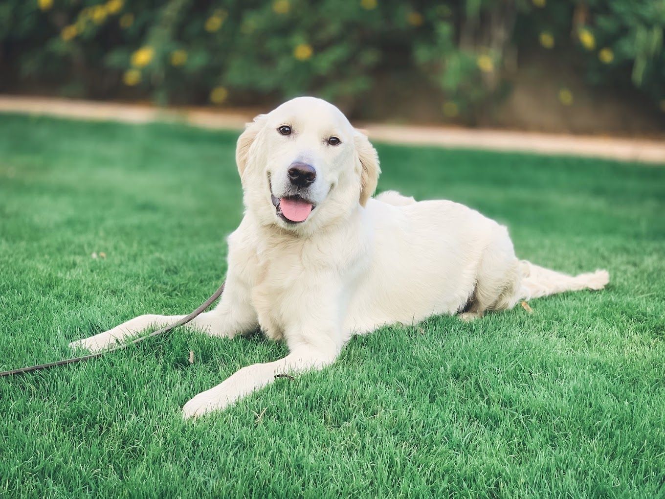 A white dog is laying in the grass on a leash.