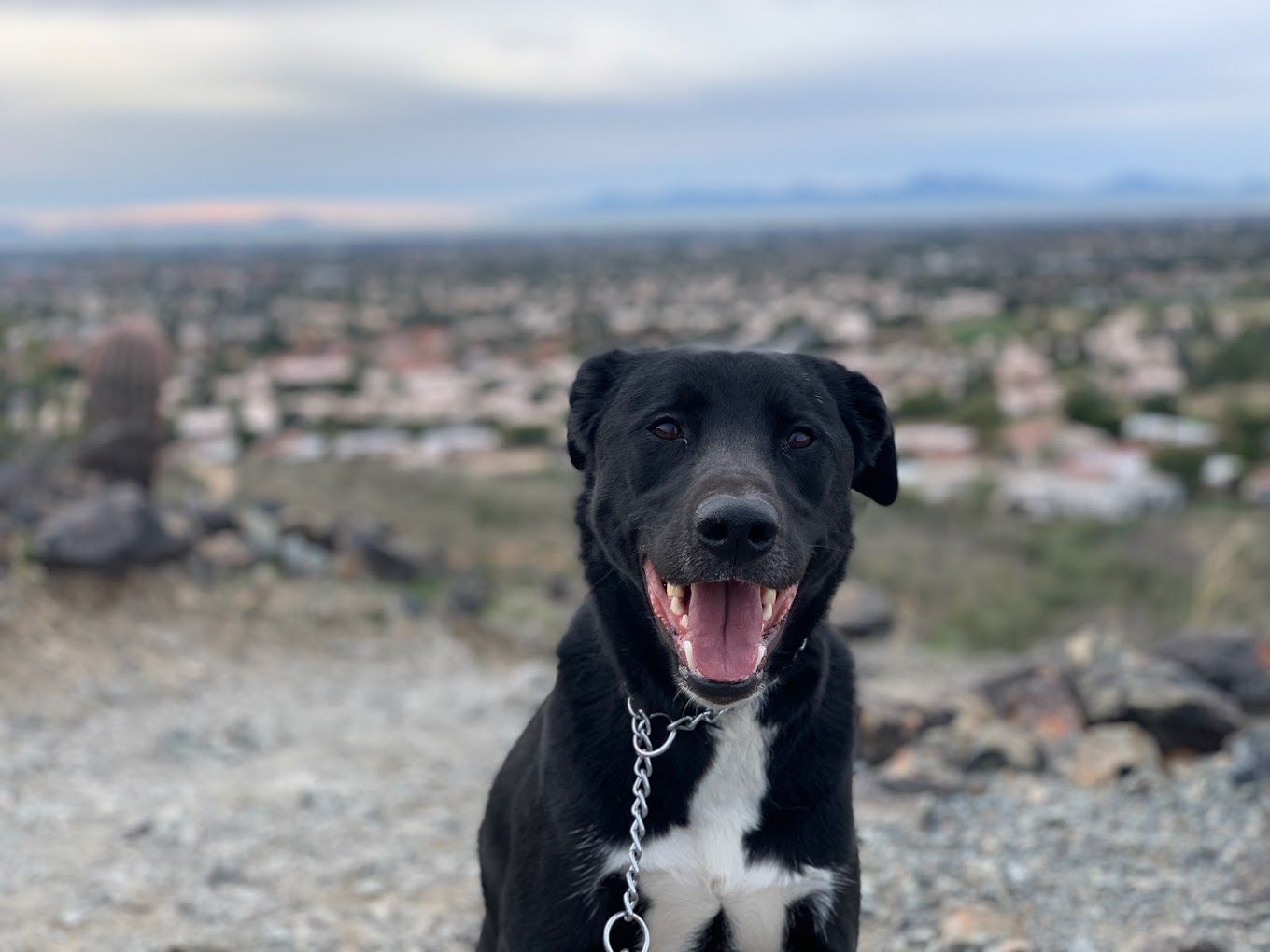A black and white dog is sitting on top of a dirt hill.