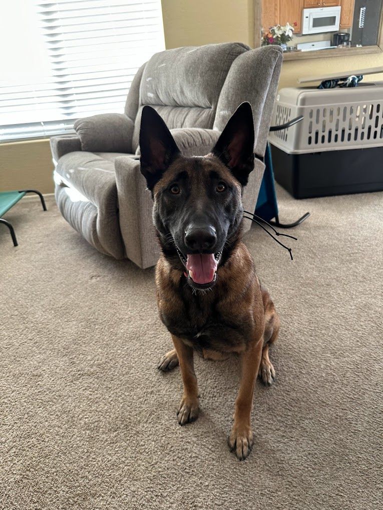 A dog is sitting on the floor in a living room next to a recliner.