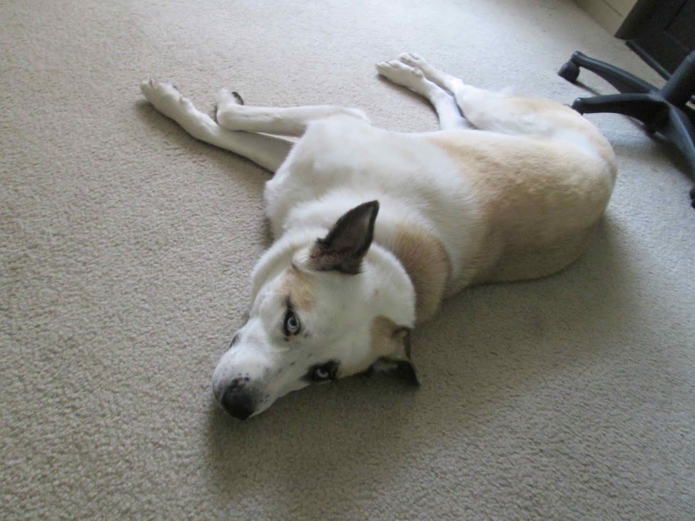 A white and tan dog is laying on the floor looking at the camera.