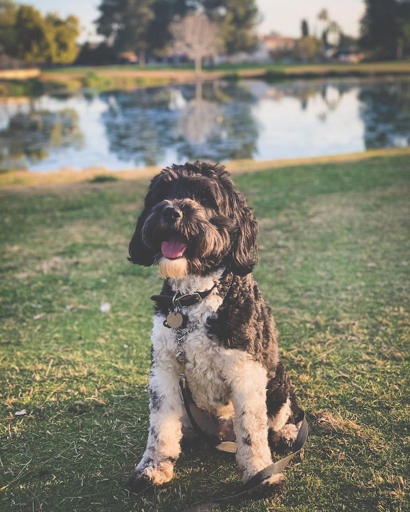 A black and white dog is sitting in the grass near a lake.