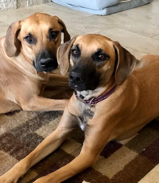 Two brown dogs laying next to each other on a rug