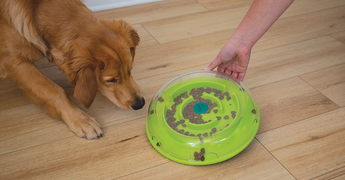 A dog is playing with a frisbee on a wooden floor.