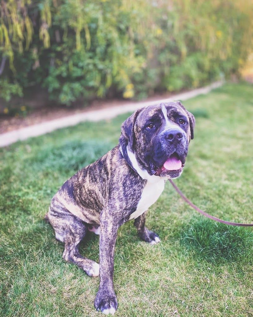 A dog is sitting in the grass on a leash.