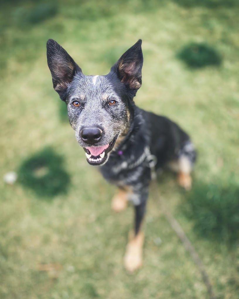 A close up of a dog on a leash looking up at the camera.