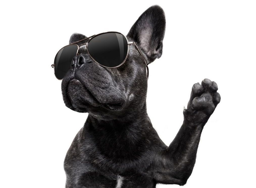A black dog wearing sunglasses is waving its paw