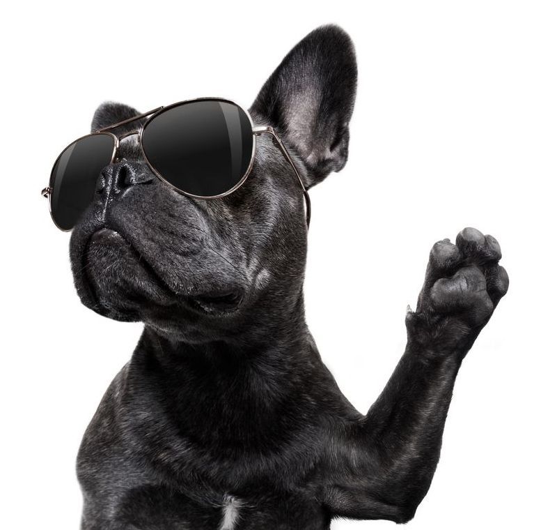 A black dog wearing sunglasses is waving its paw