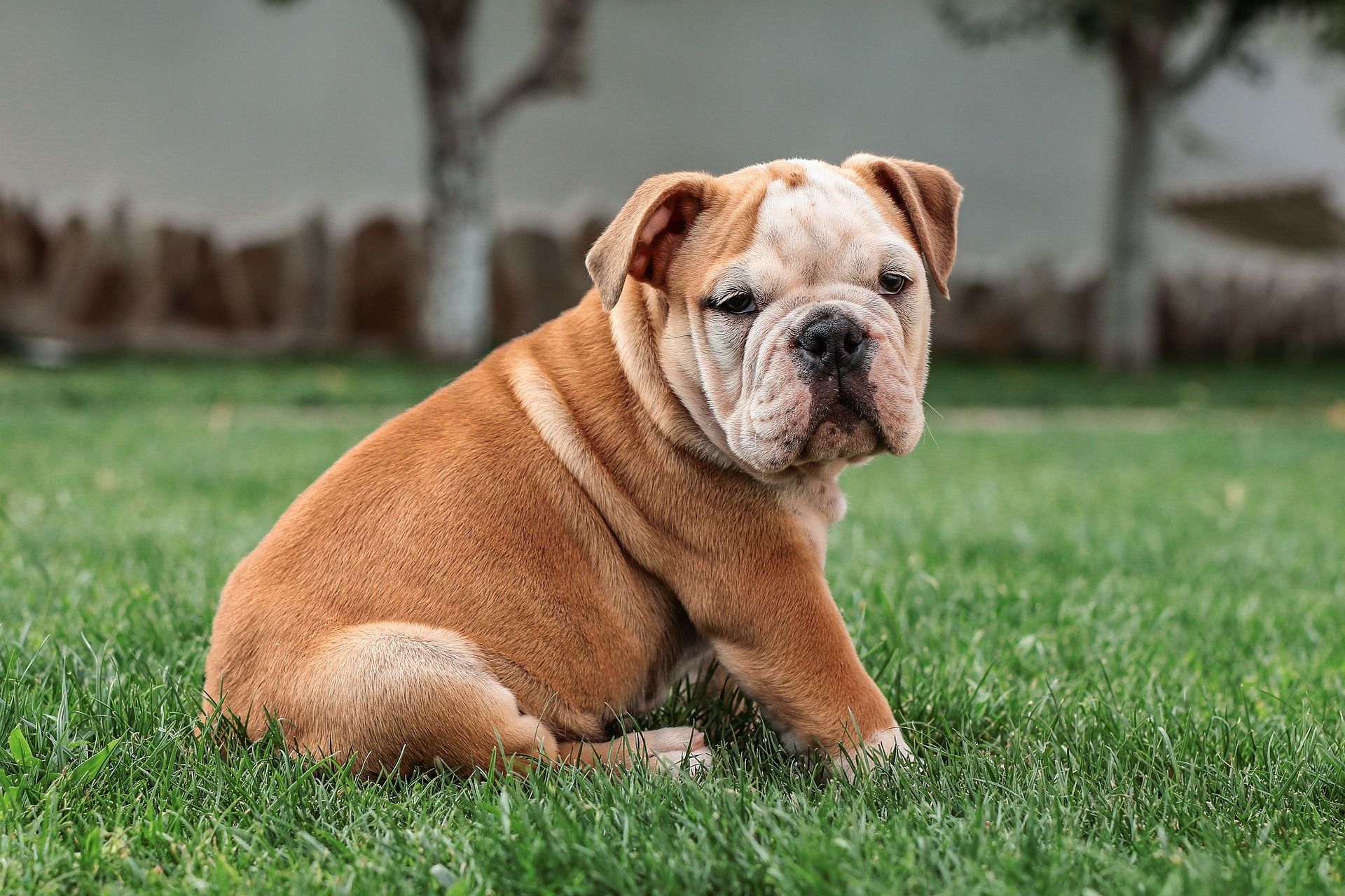 A brown and white bulldog puppy is sitting in the grass.