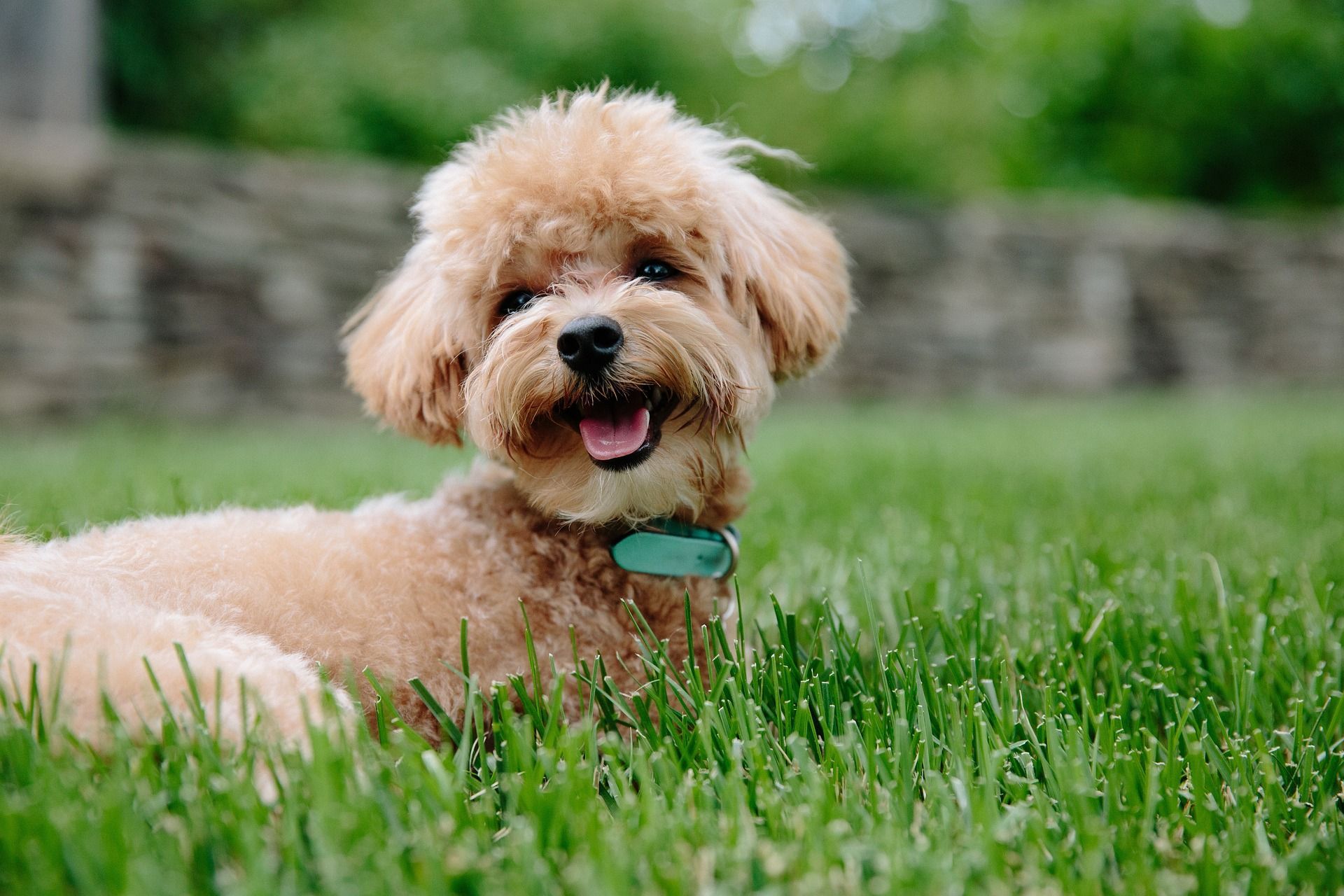 A small brown poodle is laying in the grass.
