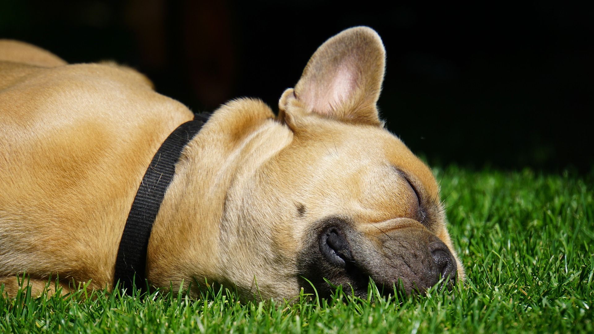 A french bulldog is sleeping in the grass with its eyes closed.