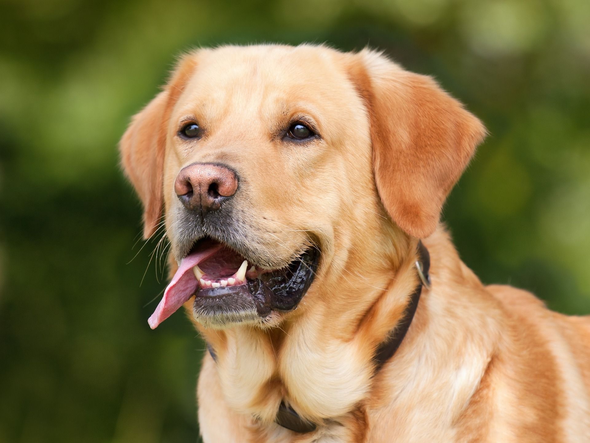 A close up of a dog with its tongue hanging out.