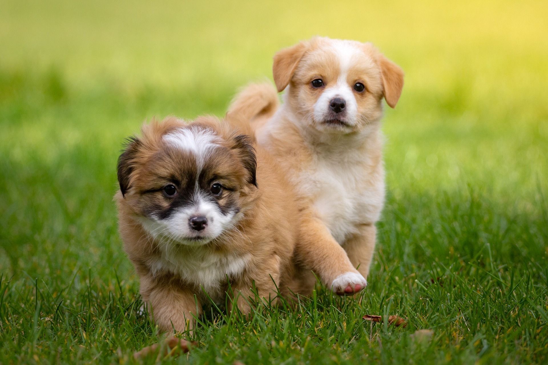 Two puppies are running in the grass together.