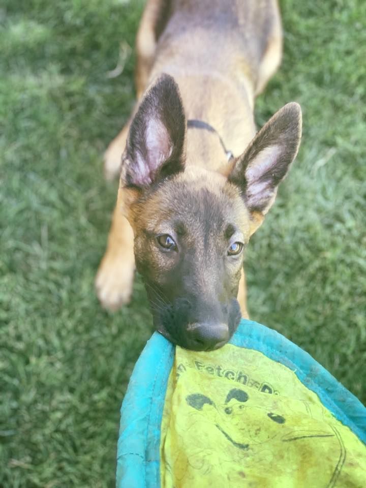 A close up of a dog holding a frisbee in its mouth.