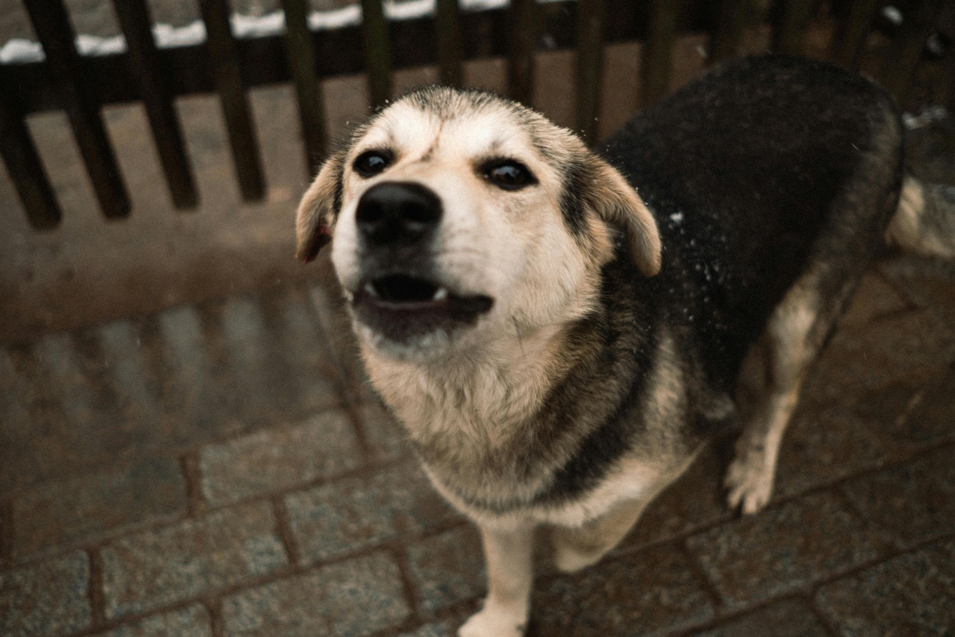 Black-and-tan dog looking up on a wet brick sidewalk by a fence