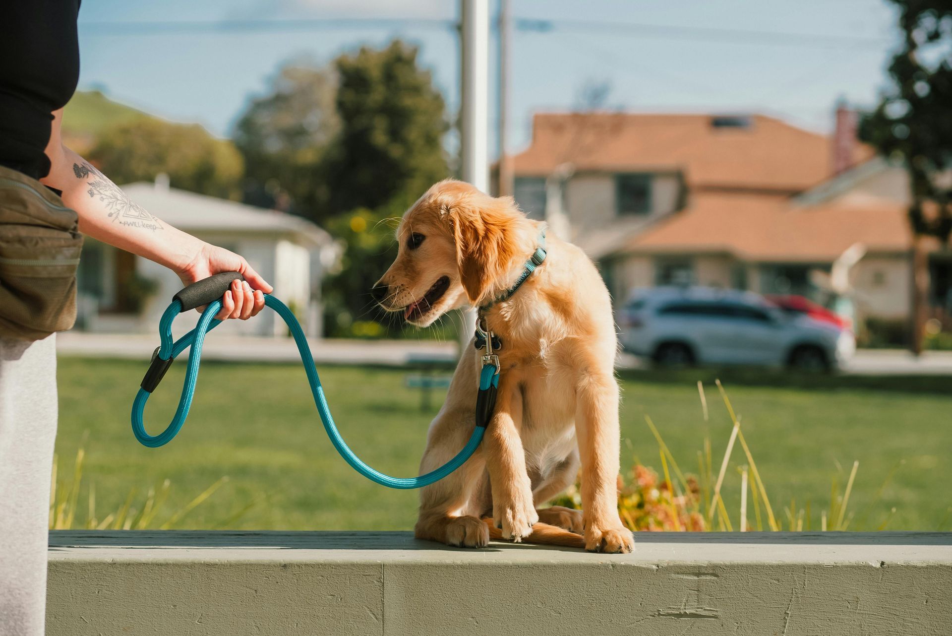 A woman is walking a puppy on a leash in a park.