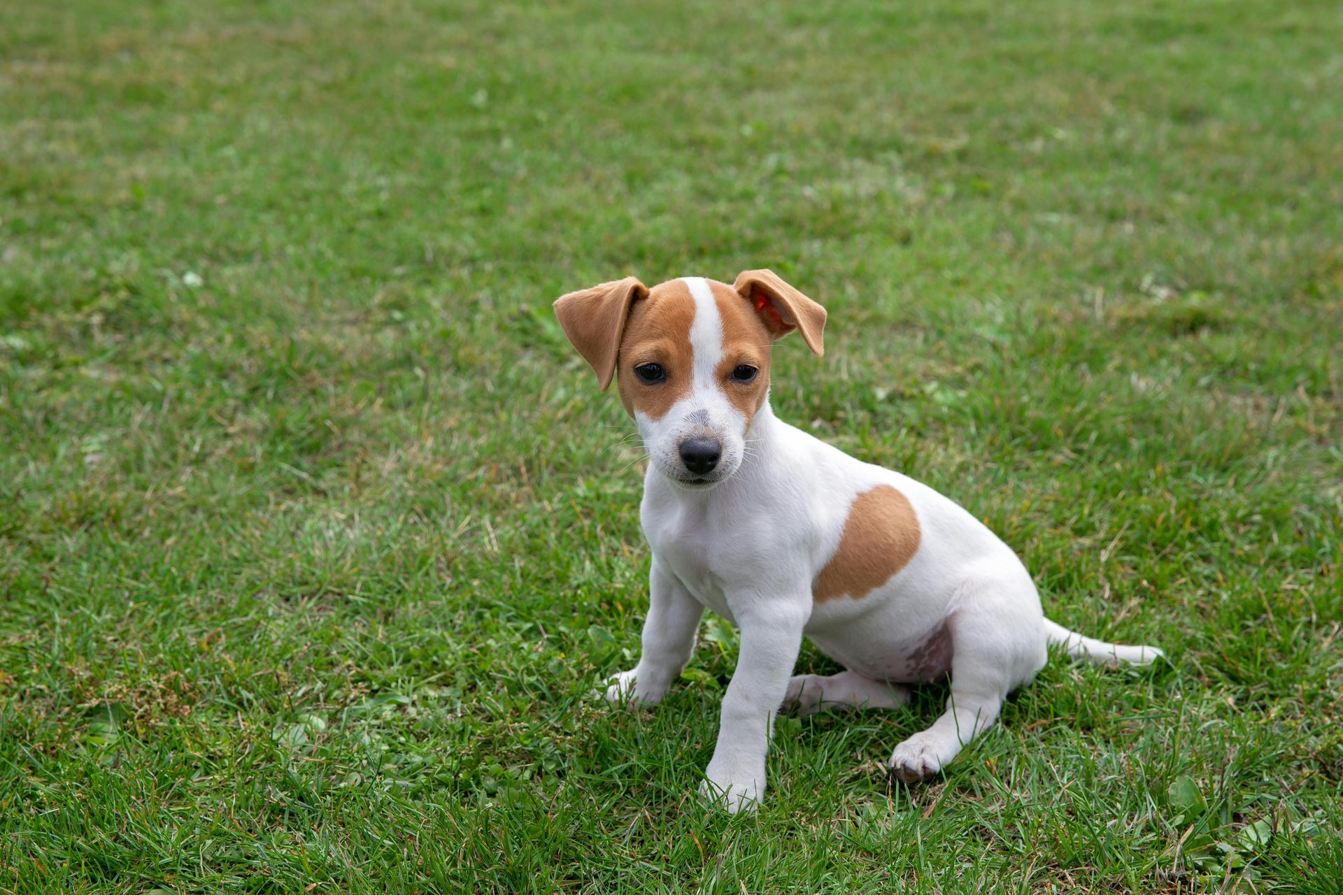 A brown and white puppy is sitting in the grass.
