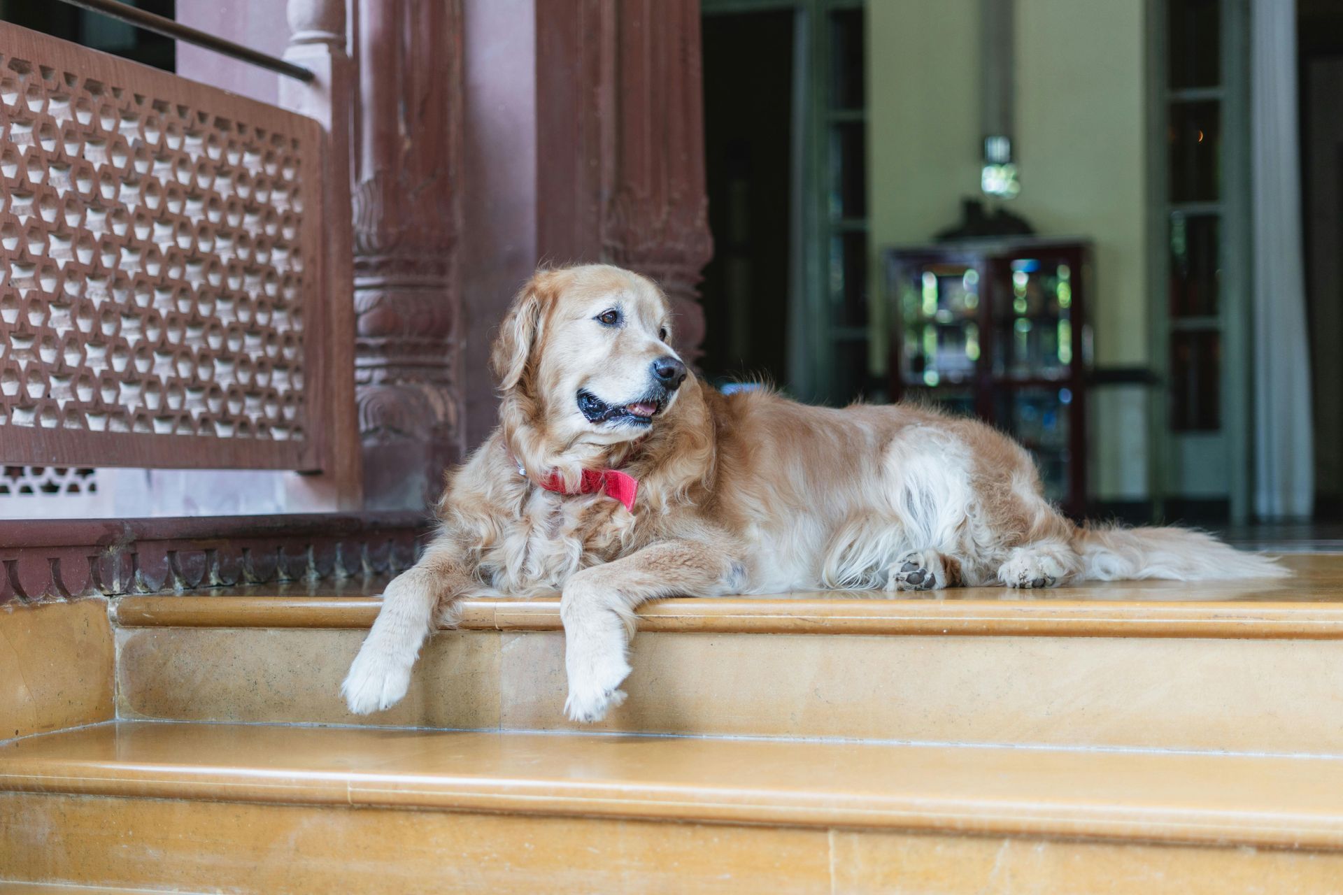 Golden retriever lying on steps indoors, wearing a red collar and panting beside a carved wooden panel