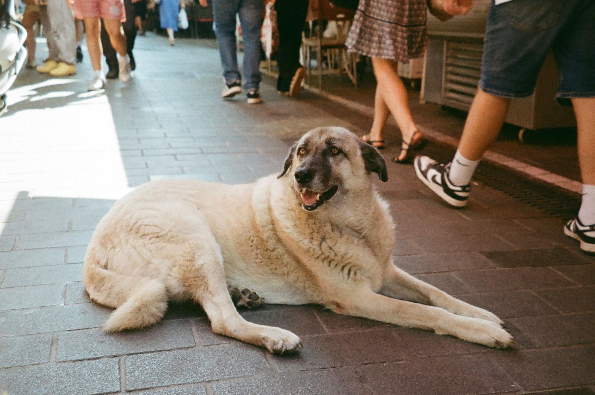 Large white dog lying on a sidewalk in a busy street scene with people walking past