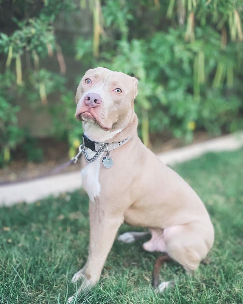 A brown and white dog is sitting in the grass.
