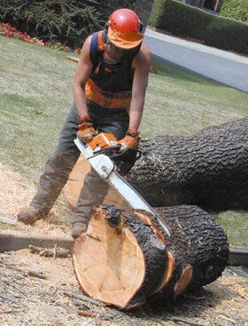 Tim Harrison Tree Services - Suffolk - Chainsaw and Stumps