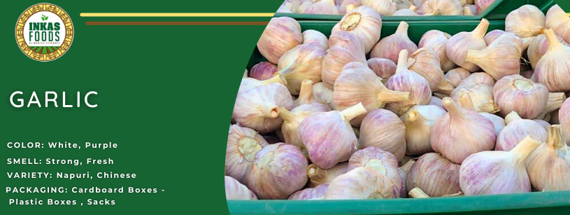 Bulbos de ajo con piel blanca y morada. Información del producto sobre fondo verde.