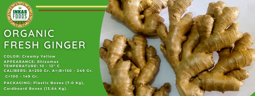 Raíz de jengibre fresco orgánico con etiqueta verde.