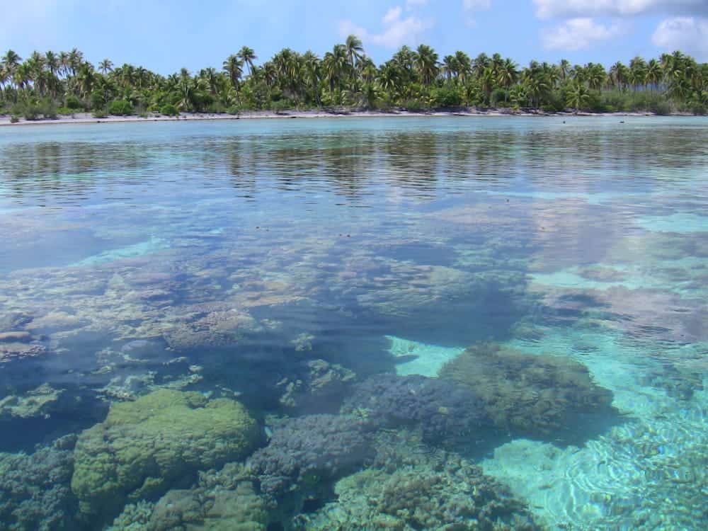 A coral reef in the ocean with palm trees in the background