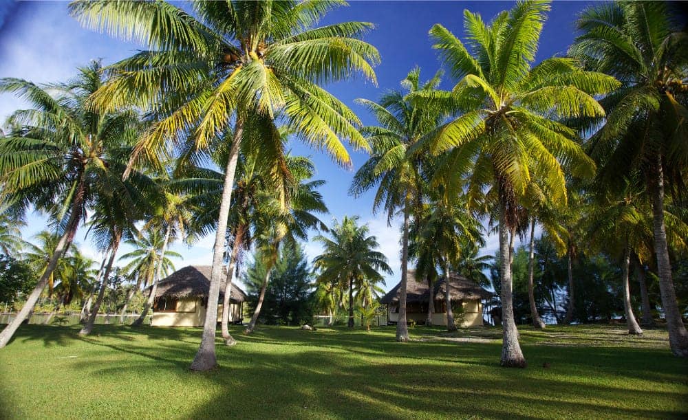 A lush green field with palm trees and huts in the background
