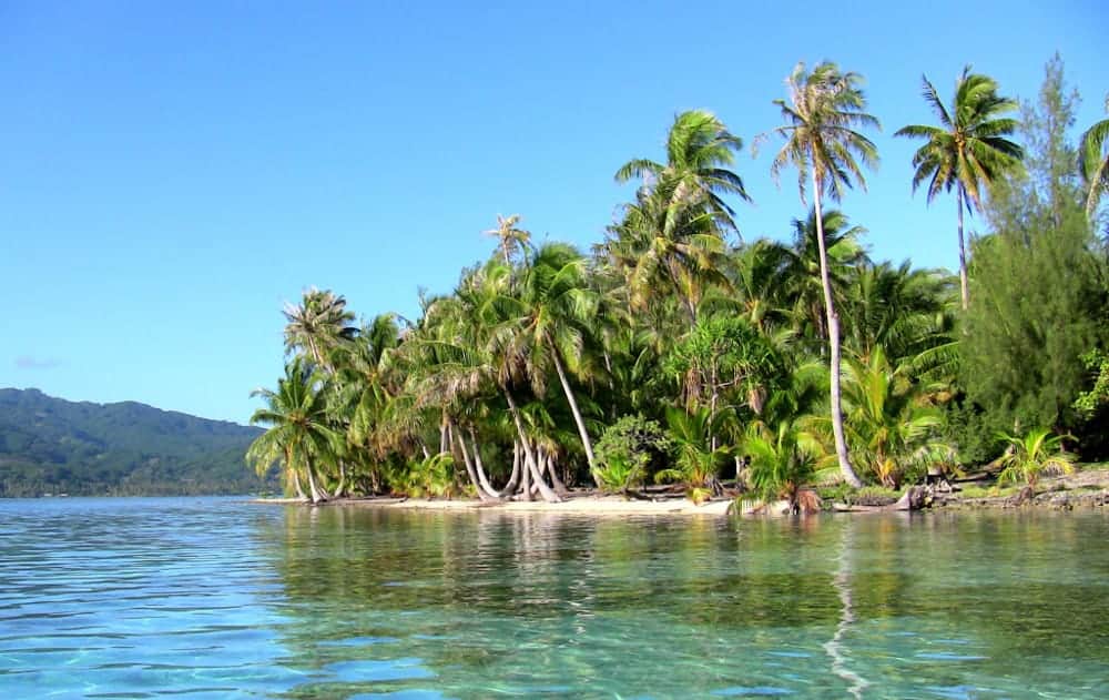 A small island with palm trees in the middle of a body of water.