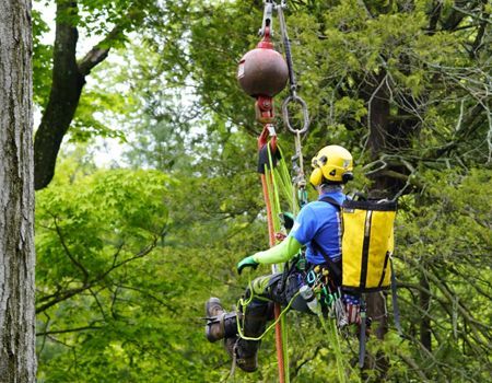 Arborist in safety gear, suspended by ropes, trimming a tree with green foliage.