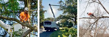 A man is cutting a tree with a chainsaw.