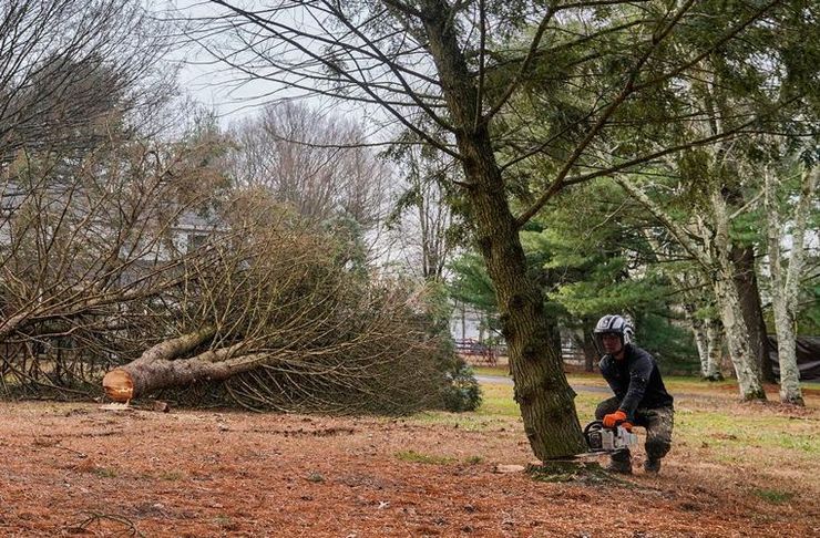 A man is cutting a tree with a chainsaw in a field.